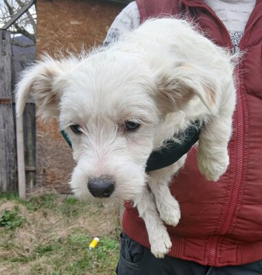 Anouk, Mix Welpen - Hündin