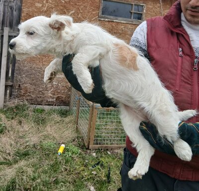 Anouk, Mix Welpen - Hündin