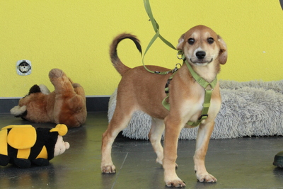 Anrai, Mischling Welpen - Rüde