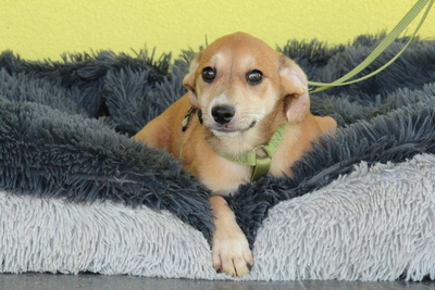 Anrai, Mischling Welpen - Rüde