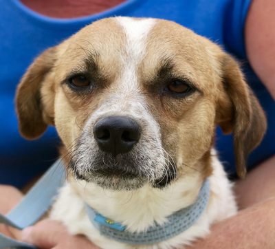 Antoine, Mix - Rüde