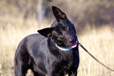 Anton, Mischling - Rüde