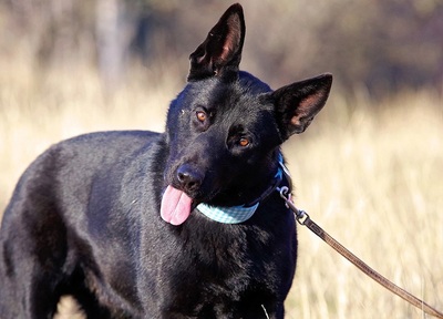 Anton, Mischling - Rüde