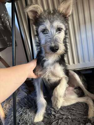 Anton, Mischling - Rüde