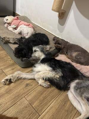 Anton, Mischling - Rüde