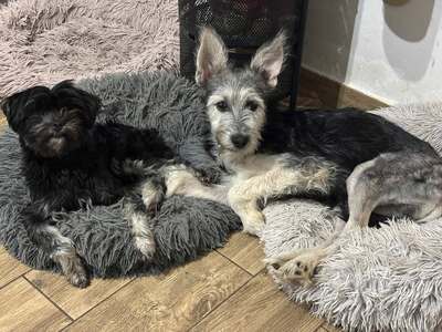 Anton, Mischling - Rüde