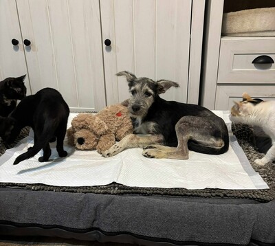 Anton, Mischling - Rüde