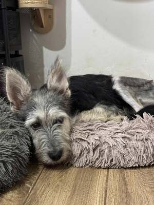 Anton, Mischling - Rüde