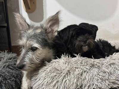 Anton, Mischling - Rüde