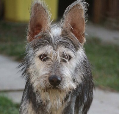 Anton, Mischling - Rüde