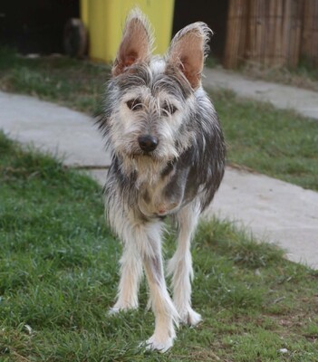 Anton, Mischling - Rüde