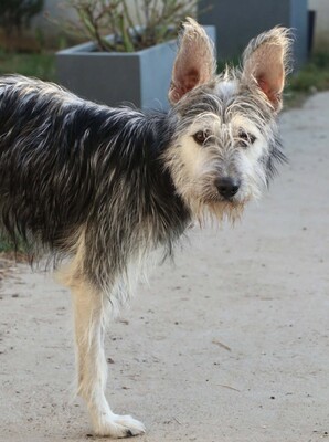 Anton, Mischling - Rüde