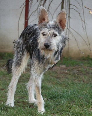 Anton, Mischling - Rüde