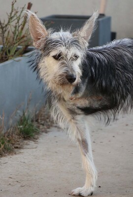 Anton, Mischling - Rüde