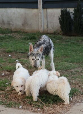 Anton, Mischling - Rüde