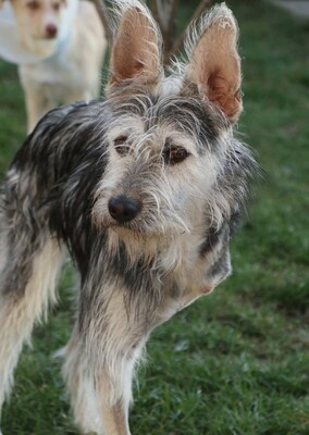 Anton, Mischling - Rüde