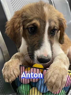 Anton, Mischling Welpen - Rüde
