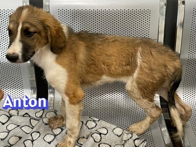 Anton, Mischling Welpen - Rüde