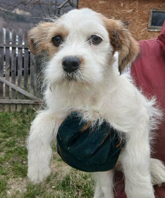 Anton, Mix Welpen - Rüde