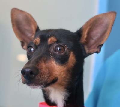 Anton, Pinscher Mix - Rüde