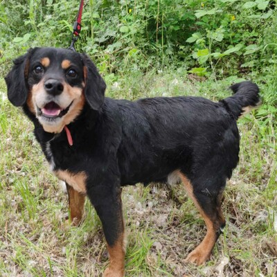 💥Antonio ist kein typischer älterer Hund, sondern vital und voller Energie 💥, Mischlingsrüde - Rüde