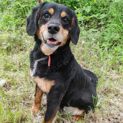 💥Antonio ist kein typischer älterer Hund, sondern vital und voller Energie 💥, Mischlingsrüde - Rüde