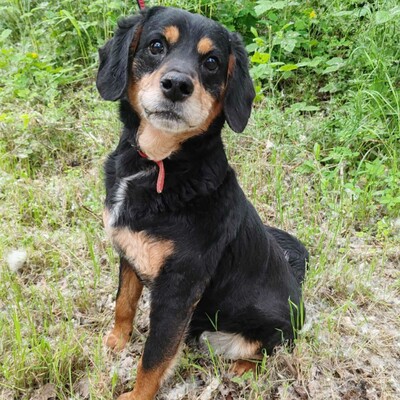 💥Antonio ist kein typischer älterer Hund, sondern vital und voller Energie 💥, Mischlingsrüde - Rüde