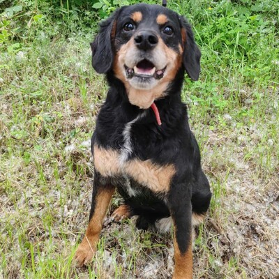 💥Antonio ist kein typischer älterer Hund, sondern vital und voller Energie 💥, Mischlingsrüde - Rüde