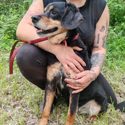 💥Antonio ist kein typischer älterer Hund, sondern vital und voller Energie 💥, Mischlingsrüde - Rüde