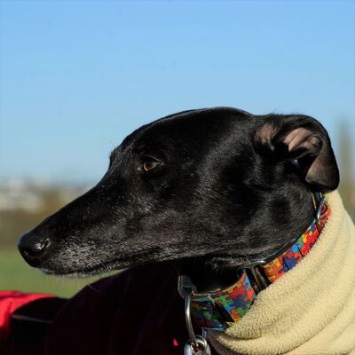 ❌❌Anubis toller Galgo ❌❌, Galgo Español - Rüde