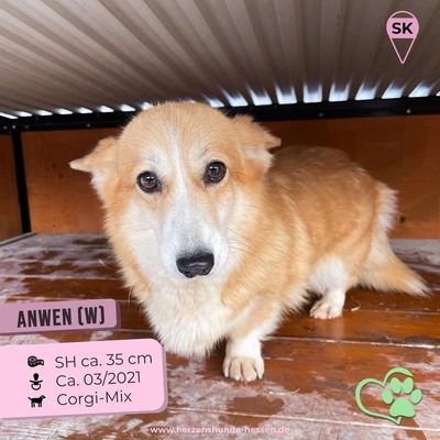 🌸 Anwen (w), 3 Jahre, 35 cm, Slowakei, Corgi-Mix - Hündin