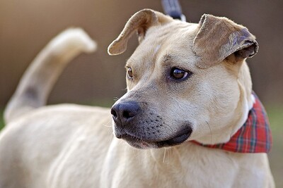 Any, Staff Mischlingshündin - Hündin