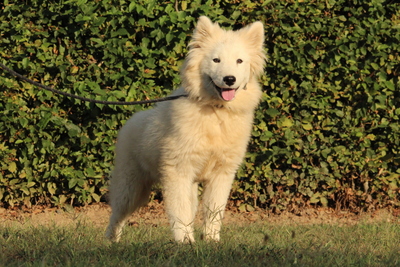 Anya, Mischling Welpen - Hündin