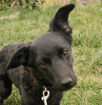 Anyos sucht ein warmes Körbchen, Mudi-Mischling Welpen - Hündin