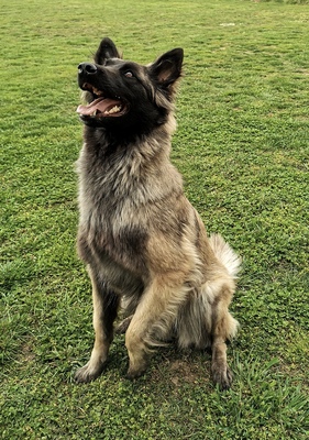 Aoi, Belgischer Schäferhund - Hündin