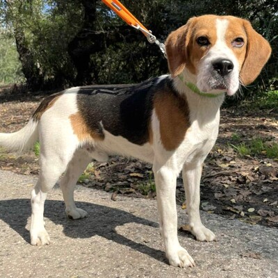 💥Apach netter Beagle ist ein freundlicher, fröhlicher Hund aktiv, neugierig und versteht sich mit allen Hunden💥, Beagle - Rüde