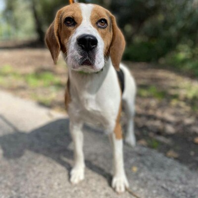 💥Apach netter Beagle ist ein freundlicher, fröhlicher Hund aktiv, neugierig und versteht sich mit allen Hunden💥, Beagle - Rüde