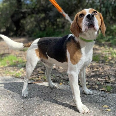 💥Apach netter Beagle ist ein freundlicher, fröhlicher Hund aktiv, neugierig und versteht sich mit allen Hunden💥, Beagle - Rüde