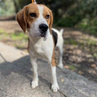 💥Apach netter Beagle ist ein freundlicher, fröhlicher Hund aktiv, neugierig und versteht sich mit allen Hunden💥, Beagle - Rüde