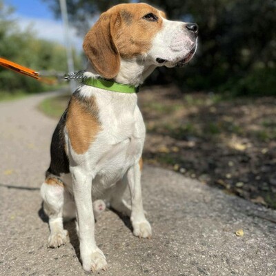 💥Apach netter Beagle ist ein freundlicher, fröhlicher Hund aktiv, neugierig und versteht sich mit allen Hunden💥, Beagle - Rüde