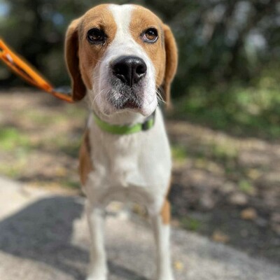 💥Apach netter Beagle ist ein freundlicher, fröhlicher Hund aktiv, neugierig und versteht sich mit allen Hunden💥, Beagle - Rüde