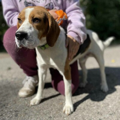 💥Apach netter Beagle ist ein freundlicher, fröhlicher Hund aktiv, neugierig und versteht sich mit allen Hunden💥, Beagle - Rüde