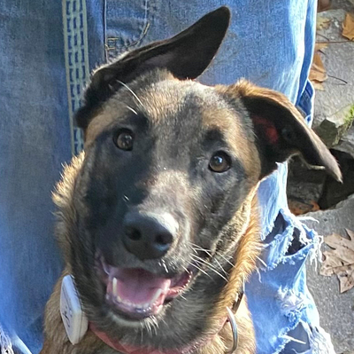 Apachi, Malinois-Aussi-Mix - Hündin