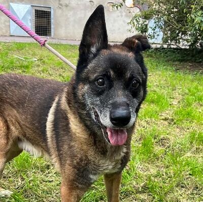 Apen Malinois Mix Rüde 13 Jahre alt sucht, Malinois - Rüde 1