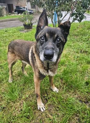 Apen Malinois Mix Rüde 13 Jahre alt sucht, Malinois - Rüde