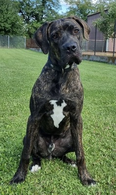 Apollo, Cane Corso - Rüde