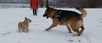 Apollo, Deutscher Schäferhund - Rüde