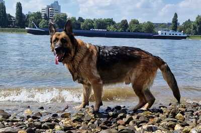Apollo, Deutscher Schäferhund - Rüde