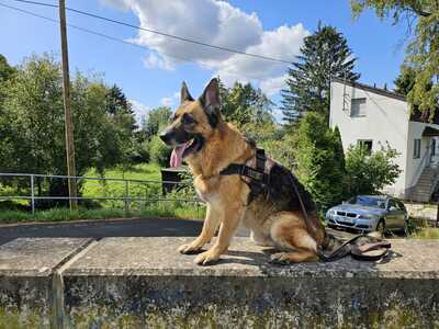 Apollo, Deutscher Schäferhund - Rüde