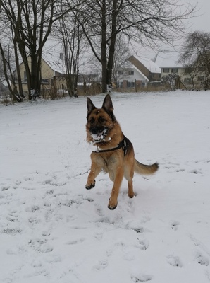 Apollo, Deutscher Schäferhund - Rüde